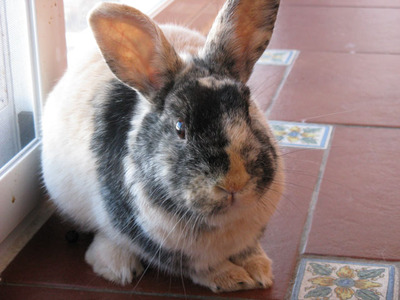 kanel conejo en adopción