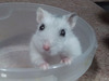 Satis hamster en adopción