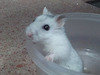 Satis hamster en adopción