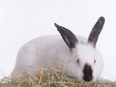 Conejo Adopción Moka