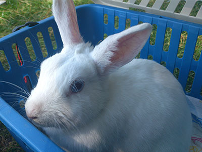 Mabu conejo en adopción