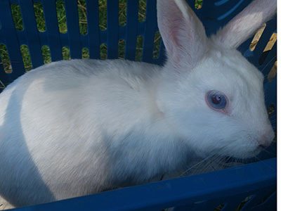 Mabu conejo en adopción