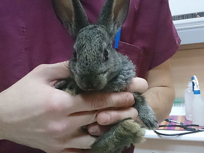 Dill conejo en adopción