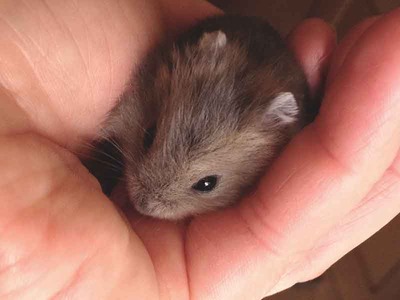 Maxi  hamster en adopción