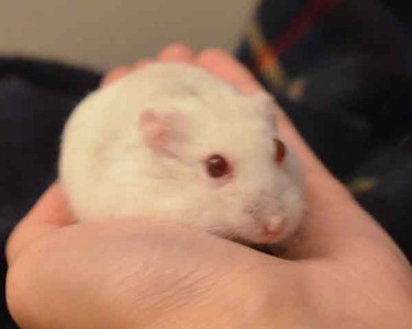 Bolito hamster en adopción