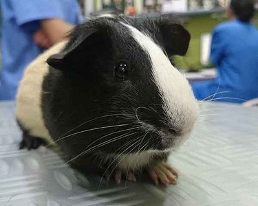 Poncho cobaya en adopción