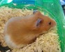 Cereza hamster en adopción