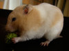 adoptar hamster izar