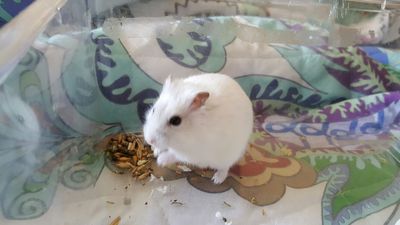 Hamster adopción