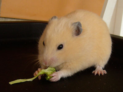 adoptar hamster nar