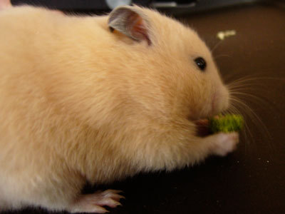 adoptar hamster nar