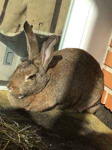 Burby conejo en adopción