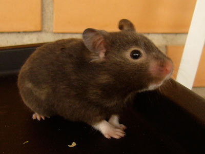 adoptar hamster lur