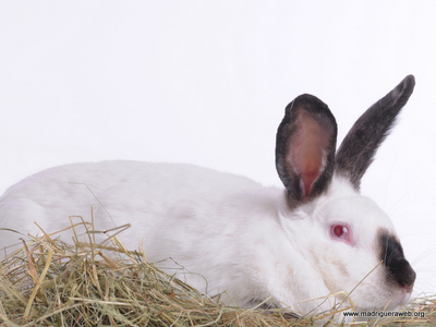 Conejo Adopción Moka