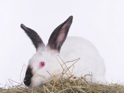 Conejo Adopción Moka