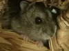 Wakame hamster en adopción