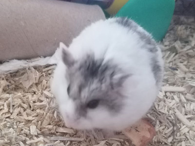 Mochi hamster en adopción