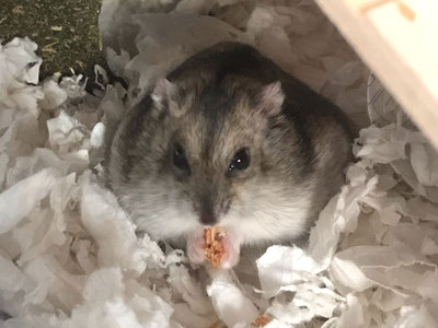 Jengibre hamster en adopción