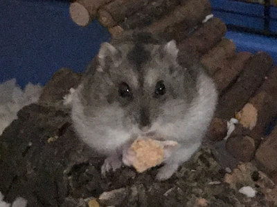 Jengibre hamster en adopción