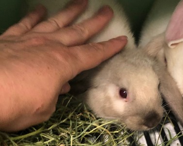 Conejo en adopción