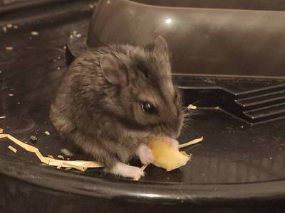 cafe hamster ruso en adopción