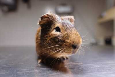 Cobre cobaya en adopción 