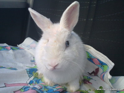 Adopcion conejo tuit