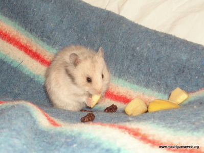 Hamster Adopcion Artica