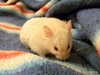 Hamster adopcion Mazapan