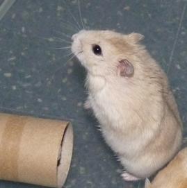 Hamster Golosina