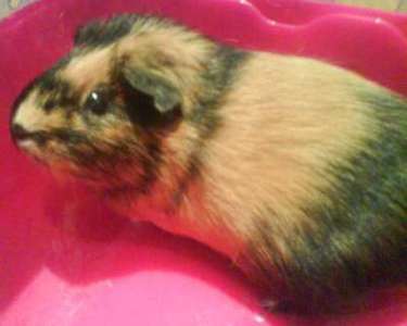 cobaya adopcion