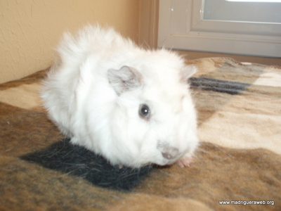 Adopción cobaya Granizo