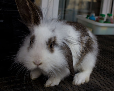 Snick conejo en adopción