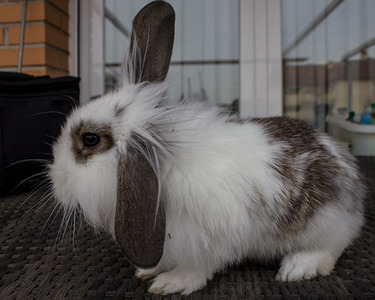 Snick conejo en adopción