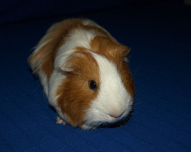 Patricio, cobaya en adopción