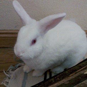 Casillas conejo en adopción