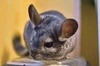 Savanna, chinchilla en adopción