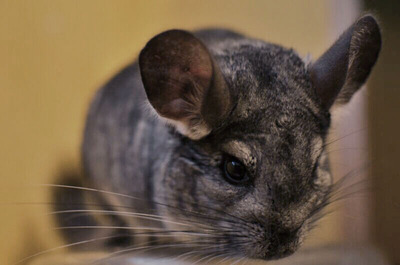 Savanna, chinchilla en adopción