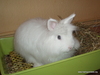 Adoptar conejo snowy