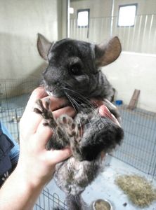 Ringo Chinchilla