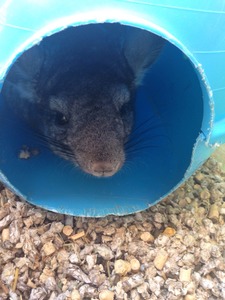 Chinchilla Adopción