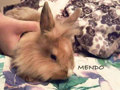 Mendo conejo en adopción