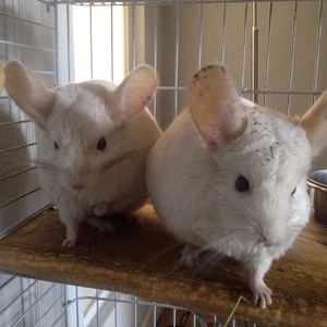 Chinchilla en adopción 