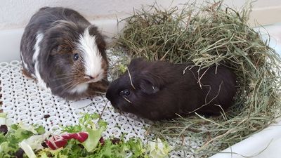 Cobaya adopción