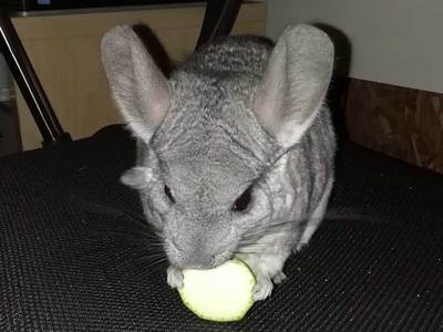 Oddity chinchilla en adopción