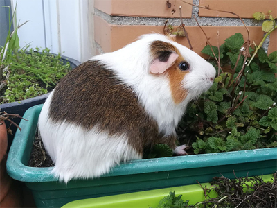 Pistacho, cobaya en adopción en La Madriguera