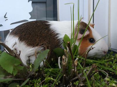 Pistacho, cobaya en adopción en La Madriguera