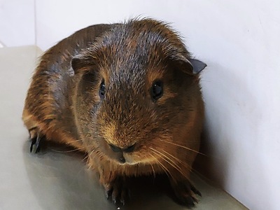 Morty, cobaya en adopción en La Madriguera