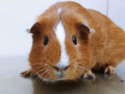 Rick, cobaya en adopción en La Madriguera