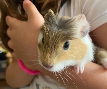 Cobaya en adopción